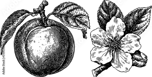 Black and white outline illustration of a fruit and flower set. Vintage drawing with detailed botanical features, with a focus on vector aspects.