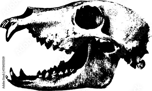 Animal skull vector illustration in black and white. Detailed and simple artwork showing anatomical structure and bone features.