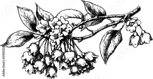 Flower branch illustration in vintage sketch style. Black and white vector graphic featuring intricate details in a botanical set.