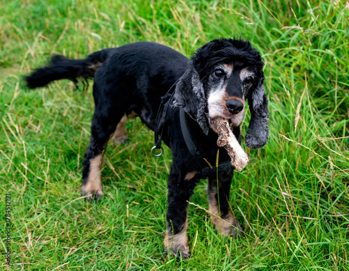 Cute dog a piece of bough in the mouth