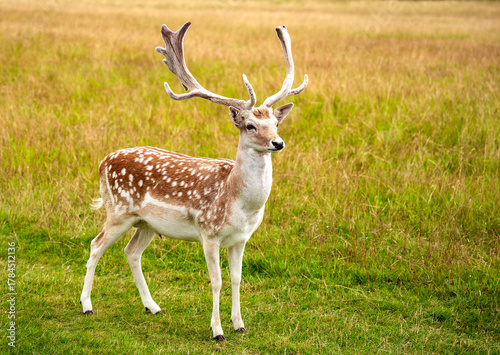 Young deer at the grass field