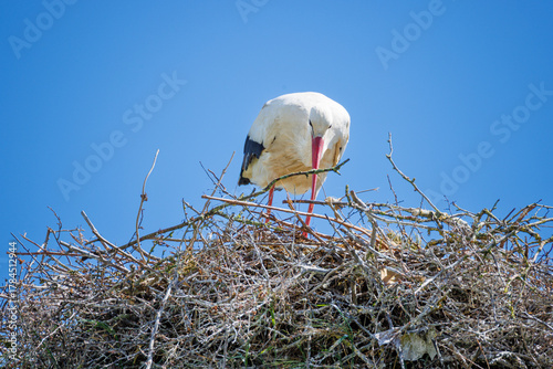 Cigogne blanche au nid ou en approche