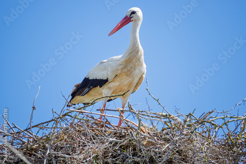 Cigogne blanche au nid ou en approche