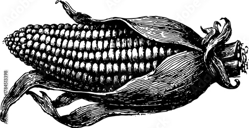 Vintage corn illustration in black and white outline style. Detailed vector illustration showcasing the natural beauty of this agricultural vegetable set.