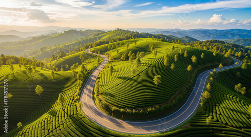 Aerial drone view of curvy road passing through green tea plantations in mountains