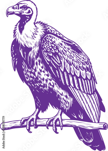 Detailed illustration of a vulture perched on a branch vector
