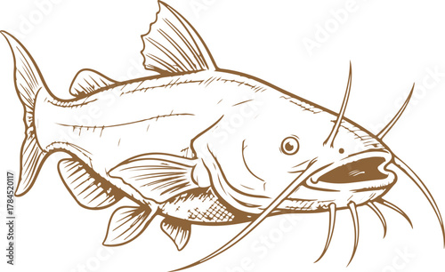 Detailed sketch of a catfish with prominent whiskers vector illustration