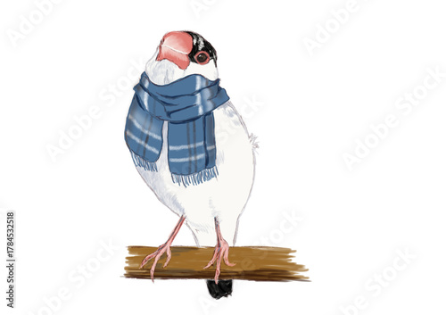 チェックの青いマフラーを巻いた桜文鳥