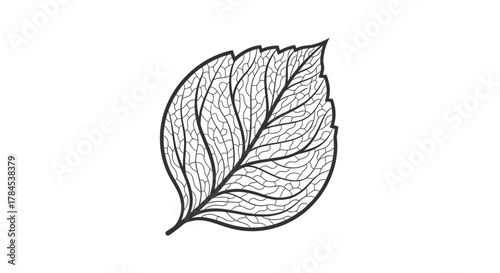 Vector illustration of a leaf featuring detailed veins and edges on a white background
