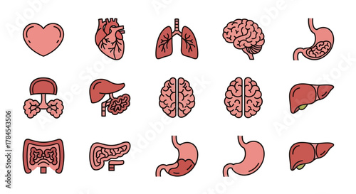 A collection of simple, stylized illustrations of human internal organs with a consistent color palette and outlined, clean design