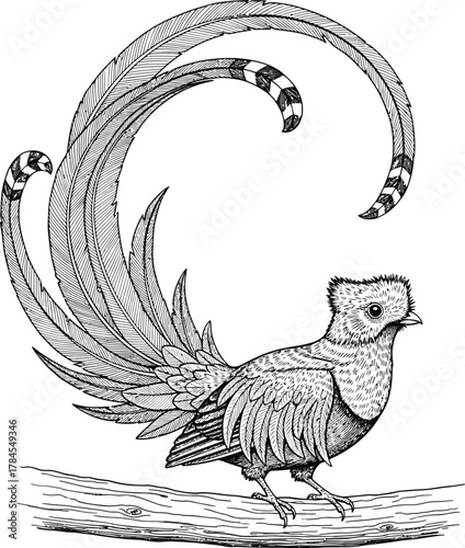 Resplendent quetzal bird drawing illustration fine line art feathers eps silhouette