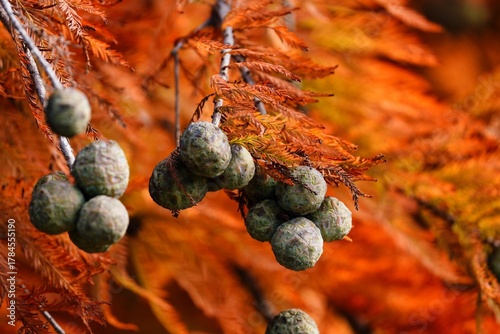 紅葉のヌマスギの実