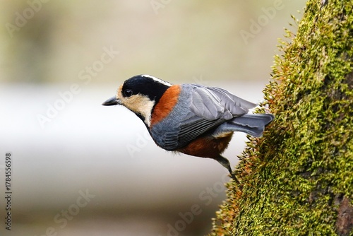 木の幹に留まるヤマガラ