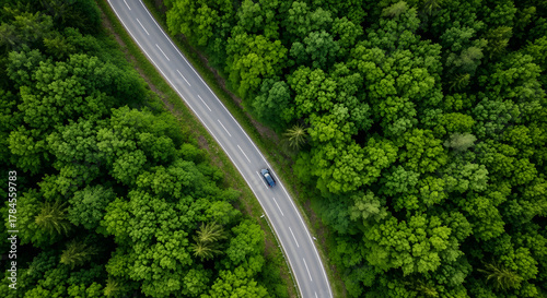 A winding road through a dense forest with a car driving on it. The vibrant green of the trees is a captivating sight. 
