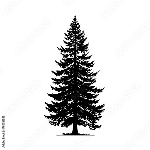 Tall pine tree representing nature, forest, wilderness, outdoor adventure, and eco themes.