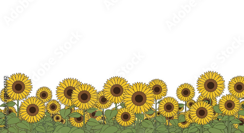Beautiful sunflowers in a field with green leaves.