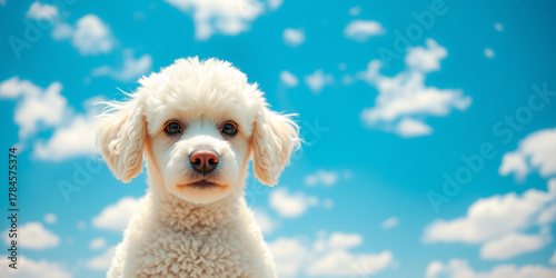 White Poodle Puppy Against Blue Sky with Clouds fluffy