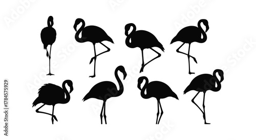 A group of flamingos standing in various poses