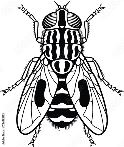 Vector illustration of a black and white striped fly insect drawing eps silhouette