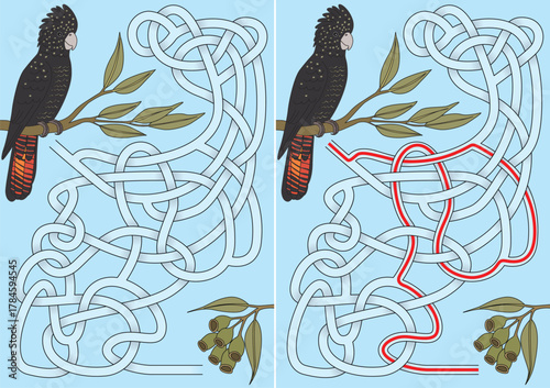 A vector illustration of a Red-tailed Black Cockatoo on a branch trying to reach eucalyptus food pods through a complex maze puzzle