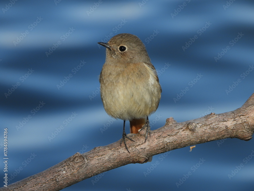 Fototapeta premium Female Daurian Redstart Perched by the Water, 水辺の枝にとまるジョウビタキのメス