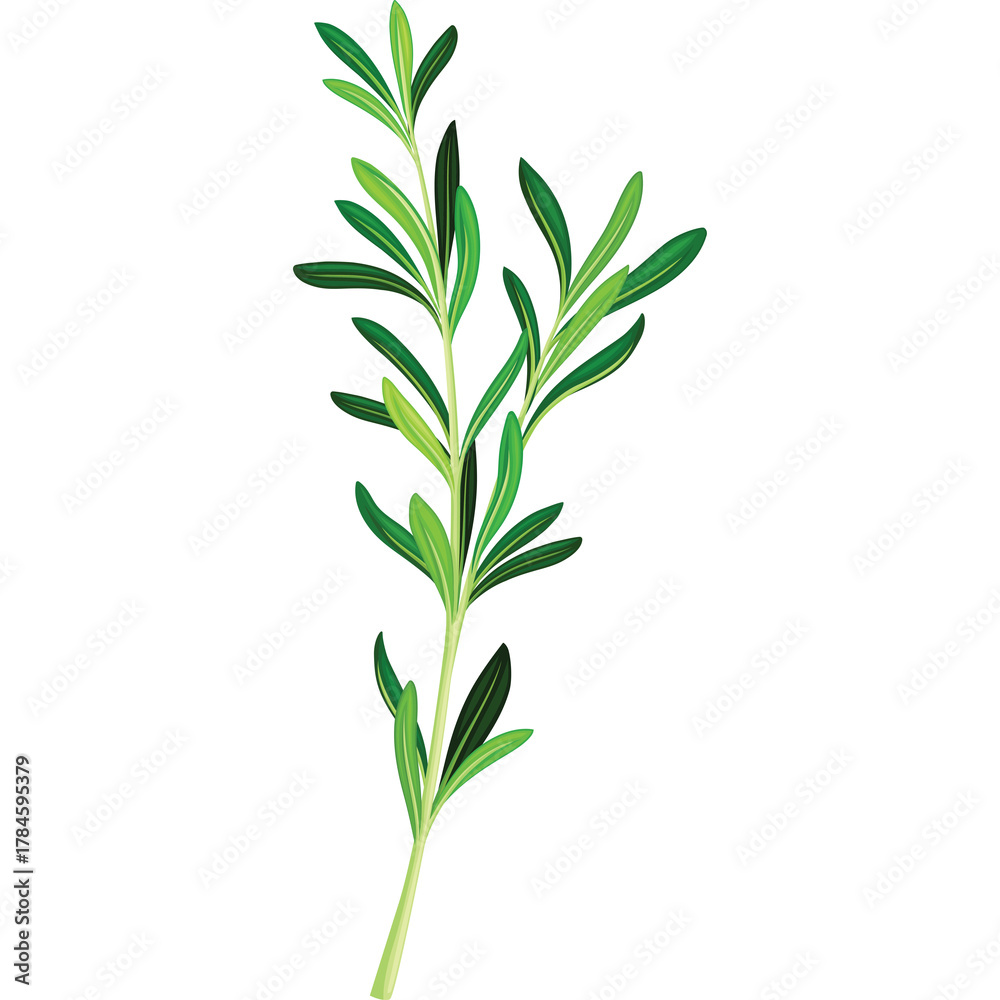 Fototapeta premium A Single Green Herb Stem With Small Leaves Against A White Background Isolated Detailed Botanical Illustration