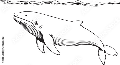 An illustration of a gentle whale gracefully navigating the vast ocean depths. this graphic art piece depicts a serene underwater scene.