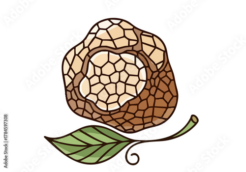 Elegant truffle illustration with leaf.  Detailed stained glass style.  Rustic, earthy, and sophisticated design. Ideal for food, nature, or brand logos.
