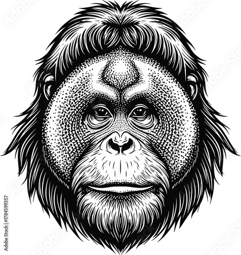 Orangutan face drawing vector illustration primate ape wildlife animal eps silhouette