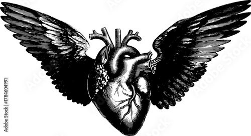 Heart with wings in vintage engraving style. Detailed black and white vector illustration of classic anatomical design set.