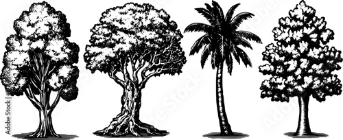 Four tree illustrations in black and white. This set features different shapes, including a palm tree, as a detailed vector illustration.