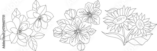 Line drawing of apple, sunflower and magnolia flower on white background. Line drawing.
Set of three flowers made with line drawing.