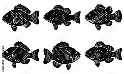 Six detailed black and white carp fish illustrations showcasing scales and fins, perfect for natural history or culinary themes.
