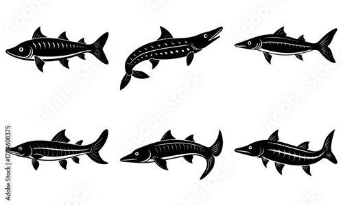 Collection of stylized barracuda fish illustrations capturing predatory grace and oceanic power for marine design projects