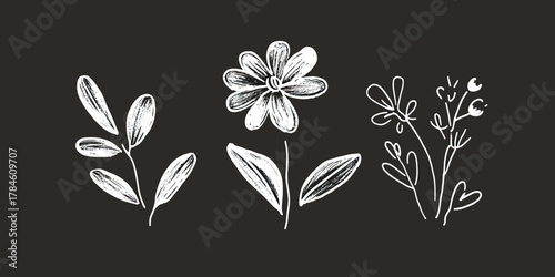Hand drawn white floral sketches with leaves and flowers in chalk style on black background simple botanical illustration minimal vector design art