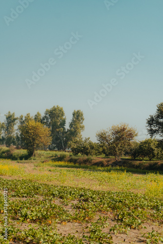 Wallpaper Mural Idyllic rural landscape image with field of crops and trees under a clear blue sky in the countryside Torontodigital.ca