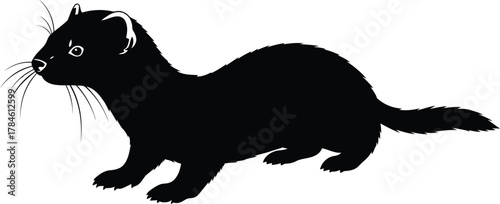 Ferret silhouette vector illustration mustelidae mammal animal pet art eps