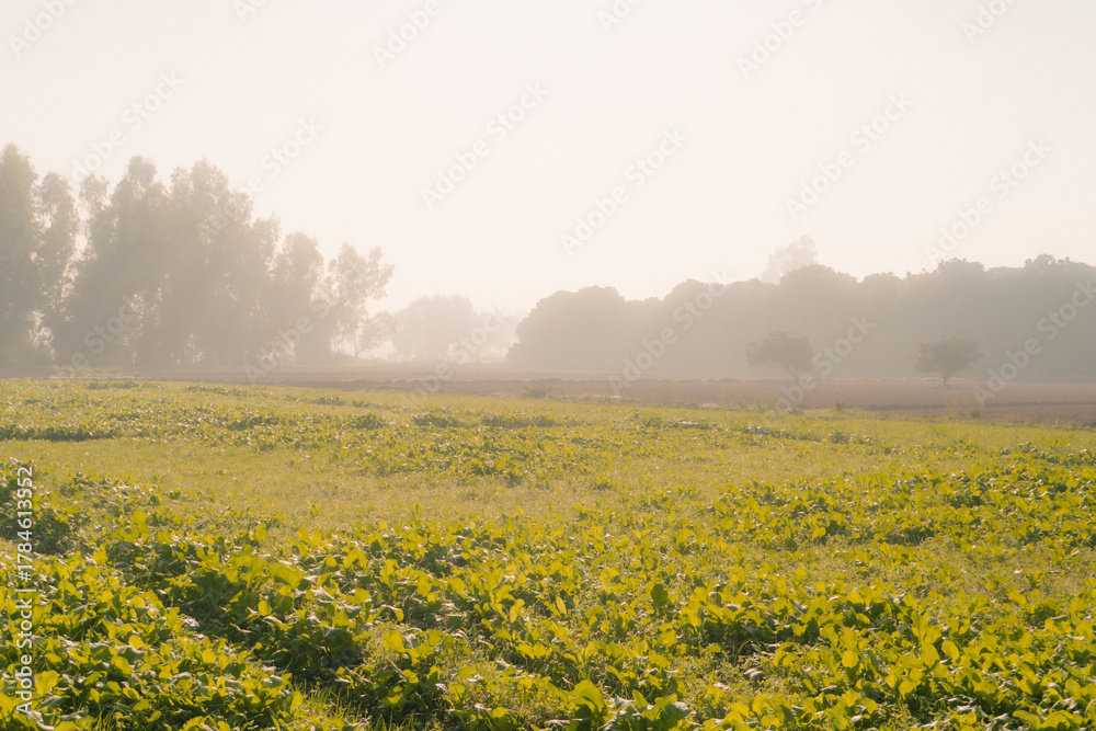 Obraz premium Agricultural field landscape with morning fog and green plants for farming and food production view image