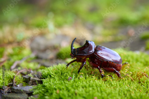 Rhinoceros beetle male walkin on fresh forest moss early morning