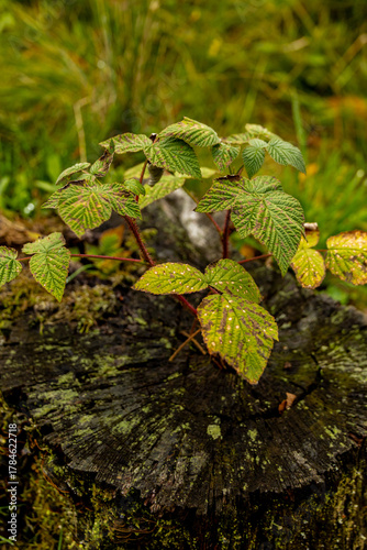 Eine wunderschöne kleine Wanderung durch den Herbst im Südwesten des Thüringer Waldes rund um Schmalkalden - Thüringen - Deutschland
