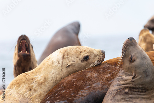 Photography Steller sea lion's rookery. Nevelsk, Sahalinskaya Oblast, Russia