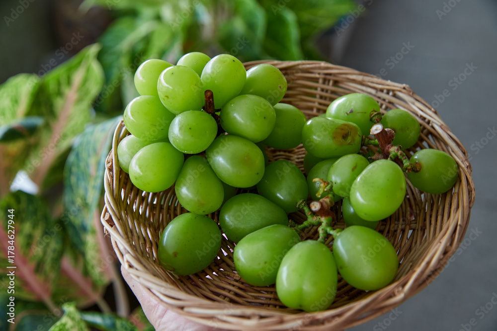 Naklejka premium Bunch of fresh green grape in wicker basket