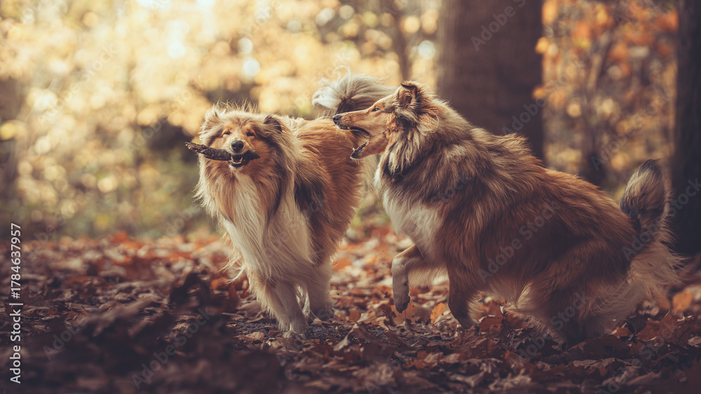 Obraz premium 2 rough Collies sabler spielen im Wald mit einem Stock auf Laub im Herbst Var. 2