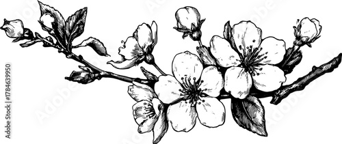 Cherry blossom branch sketch in black and white. Floral illustration with delicate details in a vintage vector style.