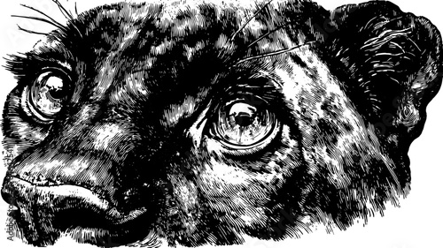 Puma face vector illustration in black and white. Detailed graphic showcasing the fierce expression of this wild animal in an artistic style.