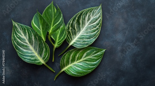 Green Tropical Leaves on Dark Background: A Study in Natural Beauty