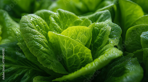 A close up shot of a vibrant green romaine lettuce head with water droplets