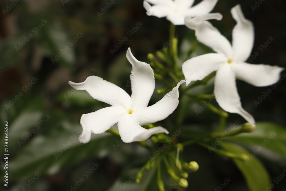 Fototapeta premium White Pinwheel Jasmine Flowers in Garden – Natural Floral Closeup
