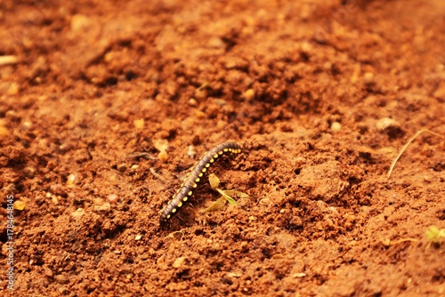 Black Millipede on Brown Soil – Macro Nature Wildlife Photography