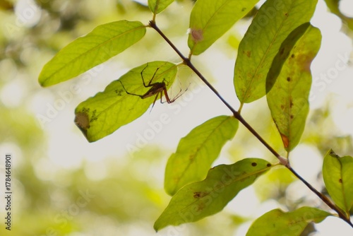 Spider Hiding Under Leaf – Nature Macro Shot with Green Background